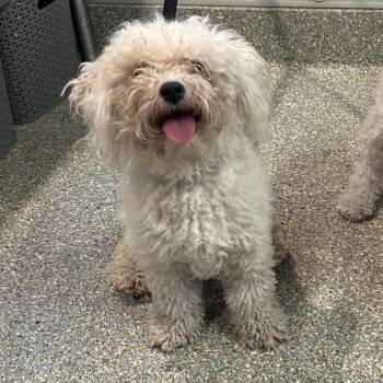 IVHS-Stray-140043 -  Poodle and Maltese Dog for Adoption in San Gabriel, California - IVHS-Stray-140043 | PetCurious
