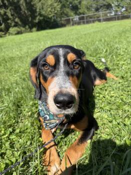 Ember -  Hound Dog for Adoption in Upper Sandusky, Ohio - Ember | PetCurious