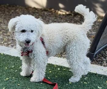 Miniature Poodle and Bichon Frise Dogs Available for Adoption - Tarzan | PetCurious