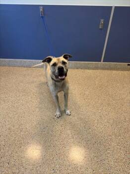 American Bulldog Dogs Available for Adoption in Doral, Florida - KANE | PetCurious