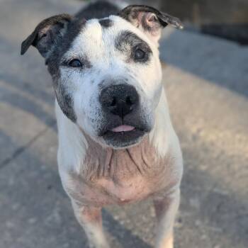 Pit Bull Terrier Dogs Available for Adoption in Watertown, New York - Rowdy Mae | PetCurious