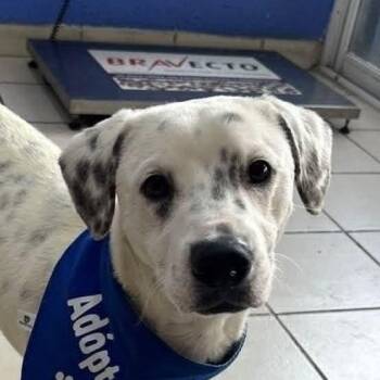 Troy (20260704-02) -  Pointer and Black Labrador Retriever Dog for Adoption in Niagara Falls, Ontario - Troy (20260704-02) | PetCurious