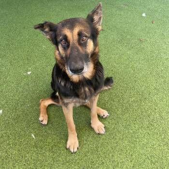 Linda 8755 -  Mixed Breed Dog for Adoption in Loxahatchee Groves, Florida - Linda 8755 | PetCurious