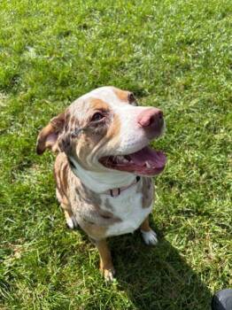 Darwin -  Pit Bull Terrier and Mixed Breed Dog for Adoption in Harbor Springs, Michigan - Darwin | PetCurious