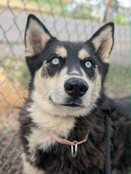 Ruby -  Husky and Siberian Husky Dog for Adoption in Cottonwood Heights, Utah - Ruby | PetCurious