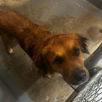 Mixed Breed Dogs Available for Adoption - Shrek | PetCurious