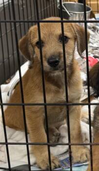 Phoebe -  Terrier and Mixed Breed Dog for Adoption in Saint Clairsville, Ohio - Phoebe | PetCurious