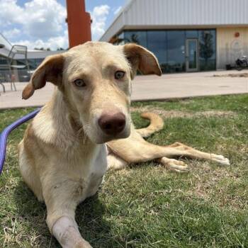 Sissy -  Mixed Breed Dog for Adoption in Bentonville, Arkansas - Sissy | PetCurious