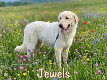 Jewels -  Great Pyrenees and Anatolian Shepherd Dog for Adoption in The Woodlands, Texas - Jewels | PetCurious