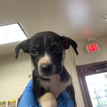 American Staffordshire Terrier and Mixed Breed Dogs Available for Adoption in San Antonio, Texas - France | PetCurious