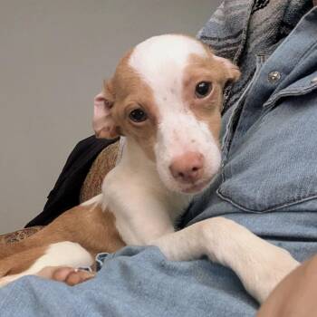 Chihuahua Dogs Available for Adoption in Columbia, South Carolina - Clavicle | PetCurious