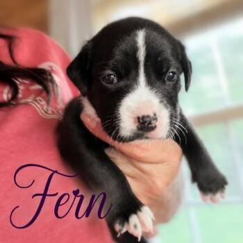 Fern -  Mixed Breed Dog for Adoption in Northville, Michigan - Fern | PetCurious