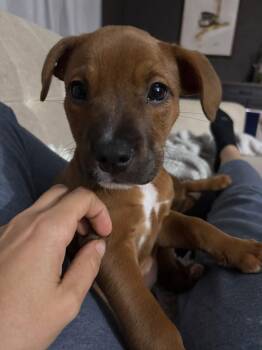 Morticia -  Pit Bull Terrier Dog for Adoption in Germantown, Ohio - Morticia | PetCurious