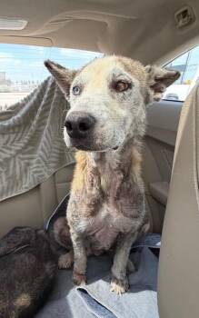 Husky and Siberian Husky Dogs Available for Adoption in Boulder, Colorado - Sweet Pea | PetCurious