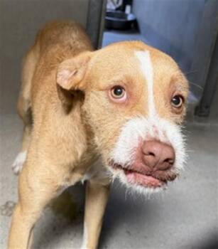 Terrier and Mixed Breed Dogs Available for Adoption in San Bernardino, California - JUDD | PetCurious