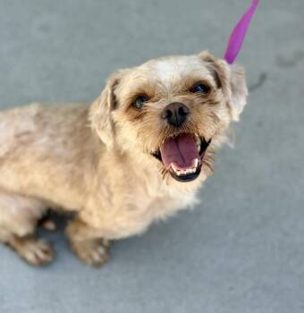 Adrina -  Shih Tzu Dog for Adoption in Cypress, California - Adrina | PetCurious