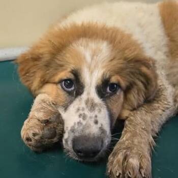 Ginger -  Great Pyrenees and Cattle Dog Dog for Adoption in Lakehead, California - Ginger | PetCurious