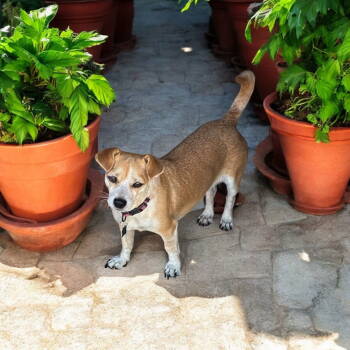 Rescue Chihuahua Dogs for Adoption in Orange, California - Geri | PetCurious