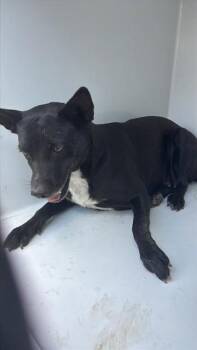 A662176 -  Australian Kelpie and Mixed Breed Dog for Adoption in Houston, Texas - A662176 | PetCurious