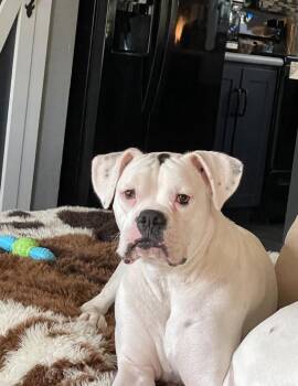 Rescue Boxer Dogs for Adoption in Pflugerville, Texas - Talon | PetCurious