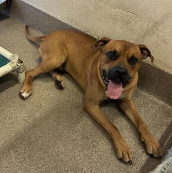 SPUD -  Black Mouth Cur and Mixed Breed Dog for Adoption in Sarasota, Florida - SPUD | PetCurious