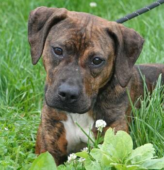 Mixed Breed Dogs Available for Adoption in Millfield, Ohio - Maggie | PetCurious