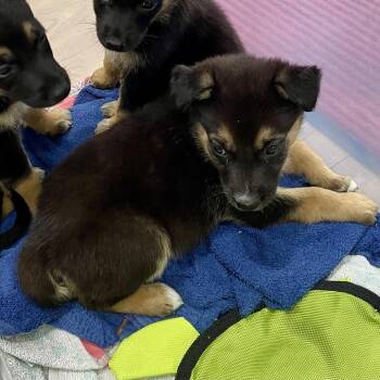 Male 2 -  Shepherd and Mixed Breed Dog for Adoption in Livingston, Texas - Male 2 | PetCurious