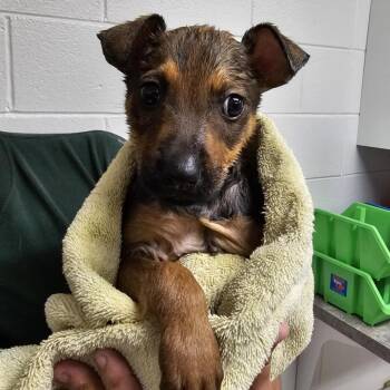 Levi -  Shepherd and Mixed Breed Dog for Adoption in Martinsville, Virginia - Levi | PetCurious