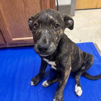 Labrador Retriever and Mixed Breed Dogs Available for Adoption in Tupelo, Mississippi - Tsunami - 042301U | PetCurious
