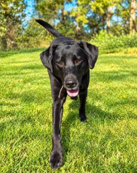 Liz -  Labrador Retriever Dog for Adoption in Lagrange, Indiana - Liz | PetCurious