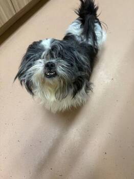Shih Tzu Dogs Available for Adoption - Penelope | PetCurious
