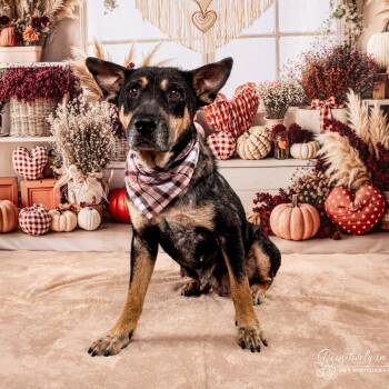 Rescue Mixed Breed Dogs for Adoption in Klein, Texas - Cleopatra | PetCurious