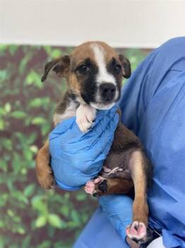 Rescue Labrador Retriever and Mixed Breed Dogs for Adoption in San Antonio, Texas - Rebound | PetCurious