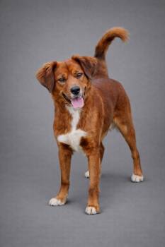 Australian Shepherd and Mixed Breed Dogs Available for Adoption - Paris | PetCurious