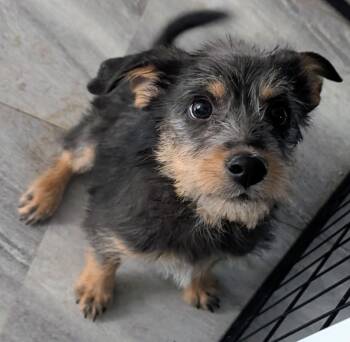 Terrier Dogs Available for Adoption in Saint David, Arizona - Gidget  | PetCurious
