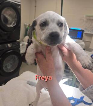 Australian Cattle Dog Blue Heeler Dogs Available for Adoption in Fullerton, Pennsylvania - Freya | PetCurious