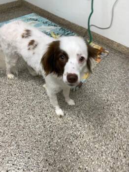 Brittany Spaniel Dogs Available for Adoption in Vancouver, Washington - Freckle | PetCurious