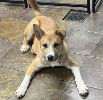 Anatolian Shepherd Dogs Available for Adoption - Caleb  | PetCurious