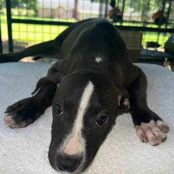 Betsy -  Labrador Retriever Dog for Adoption in Fairfax Station, Virginia - Betsy | PetCurious