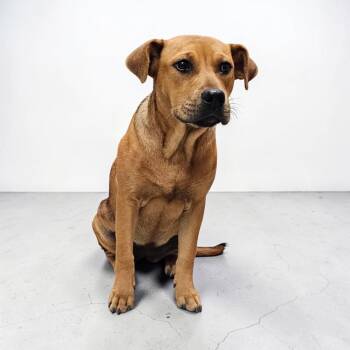 Labrador Retriever Dogs Available for Adoption in Kenedy, Texas - Belle | PetCurious