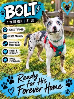 Bolt -  Australian Cattle Dog Blue Heeler and Australian Shepherd Dog for Adoption in Fort Worth, Texas - Bolt | PetCurious