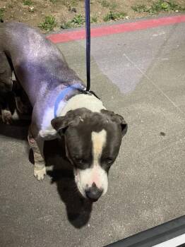 Mixed Breed Dogs Available for Adoption - BAXTER | PetCurious