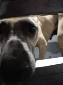 A811665 -  American Staffordshire Terrier Dog for Adoption in San Antonio, Texas - A811665 | PetCurious
