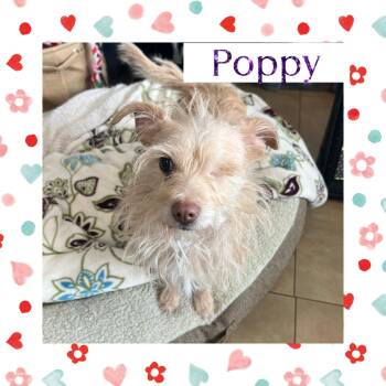 Chiweenie and West Highland White Terrier Westie Dogs Available for Adoption - Poppy | PetCurious