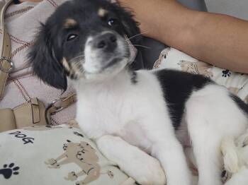 Spaniel Dogs Available for Adoption - Bella | PetCurious