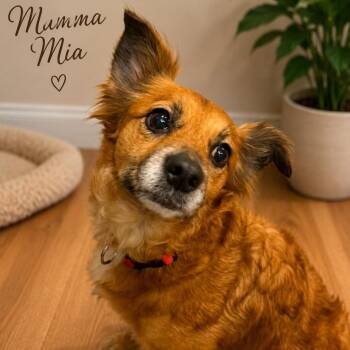 Mama Mia -  Chihuahua and Miniature Poodle Dog for Adoption in Phoenix, Arizona - Mama Mia | PetCurious