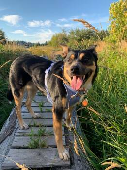Mars -  Australian Cattle Dog Blue Heeler and German Shepherd Dog Dog for Adoption in Olympia, Washington - Mars | PetCurious