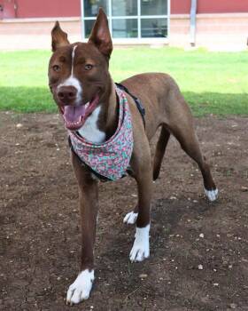 DOGGIE -  Labrador Retriever Dog for Adoption in San Antonio, Texas - DOGGIE | PetCurious