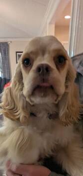 Cocker Spaniel Dogs Available for Adoption - Goldie | PetCurious
