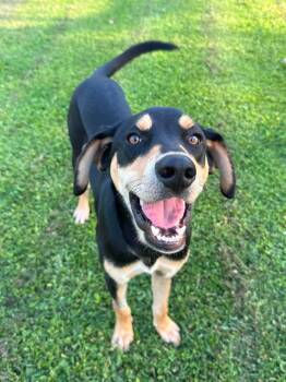 Stark -  Hound Dog for Adoption in Springville, New York - Stark | PetCurious
